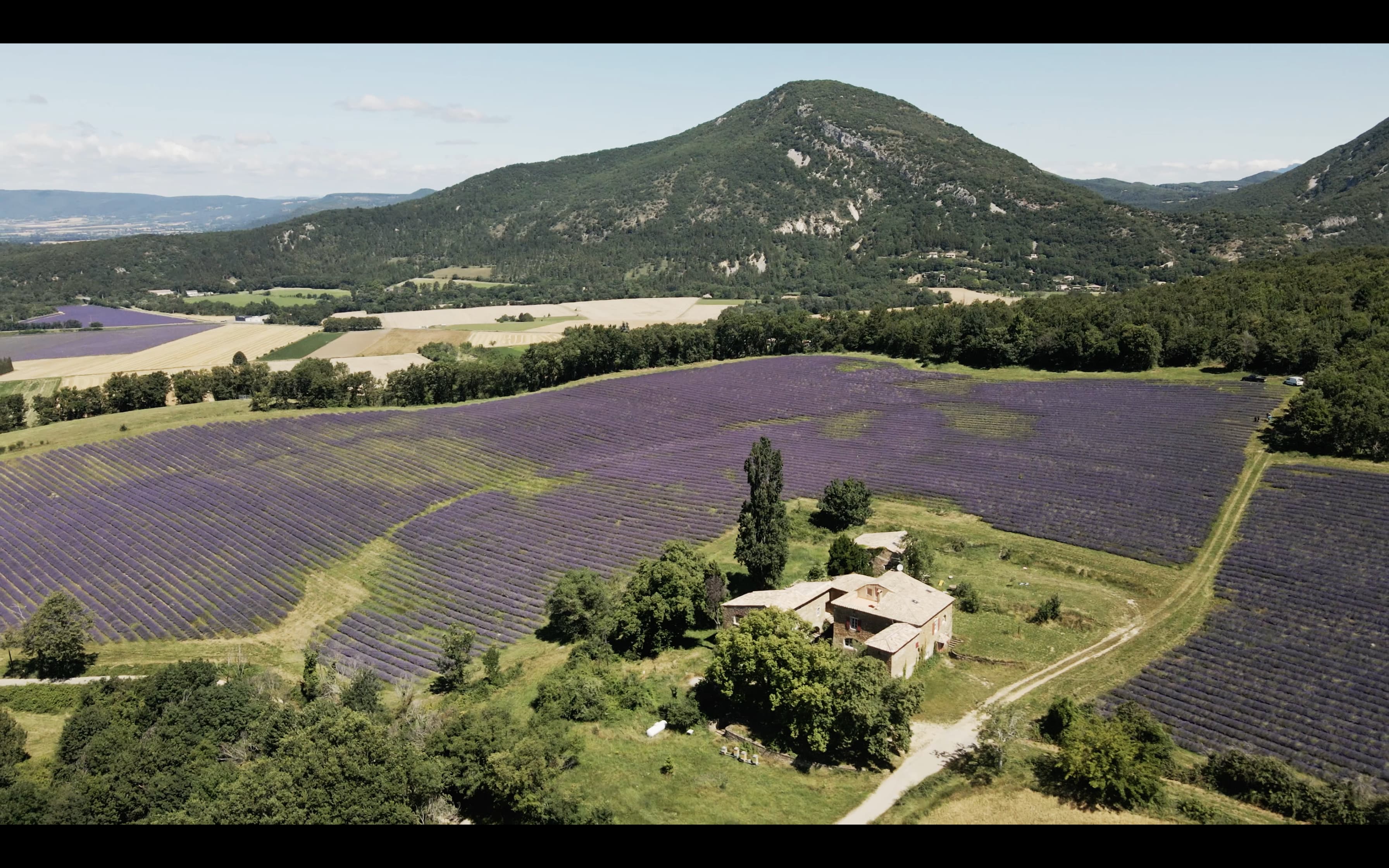 Drone view of lavender field