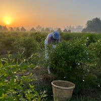 women picking jasmin at dawn