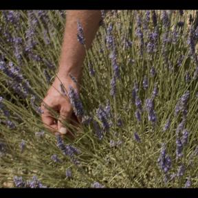 Hand touching lavender